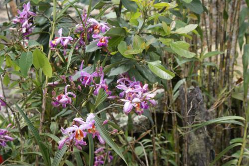 Orchideen, die hier wild wachsen