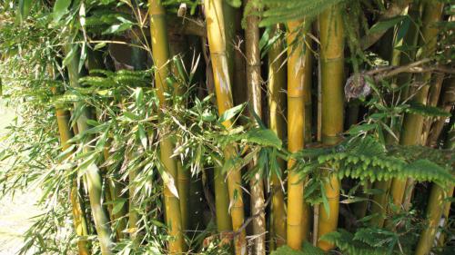 Hier wächst Bambus